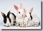 rabbit 10 1440x900 wallpaper[2]