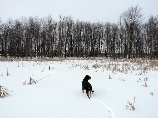 frozen beaver pond