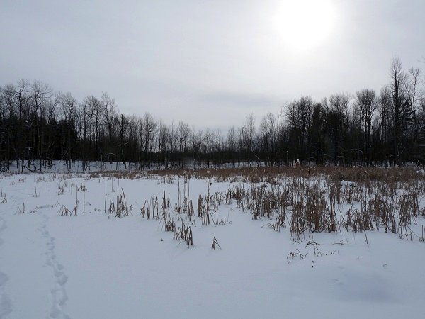 frozen beaver pond