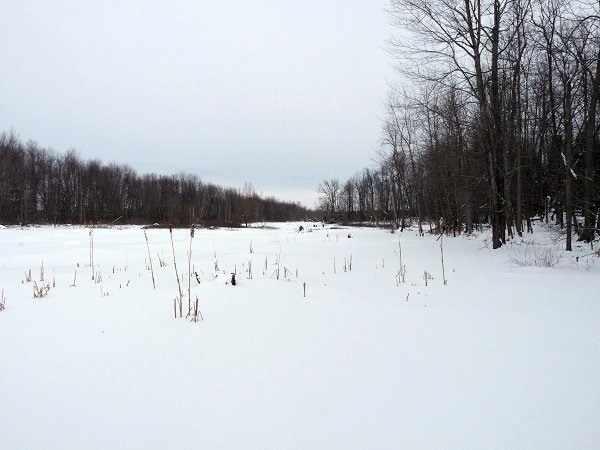 frozen beaver pond