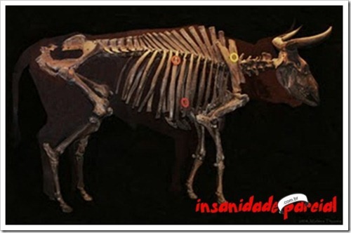 InsanidadeParcial-ExtincaoInsana4 InsanidadeParcial-ExtincaoInsana4