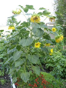 SDC12557.JPG