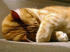 [6057980_9245398b98_m[3].jpg]
