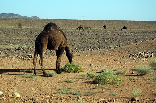 Camellos o dromedarios?