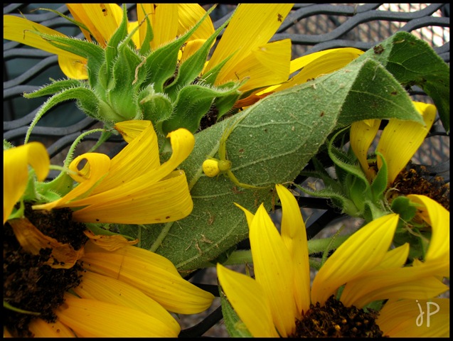 [Sunflower and spider wm.jpeg[3].jpg]