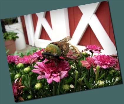 cicada on flower wm.jpeg