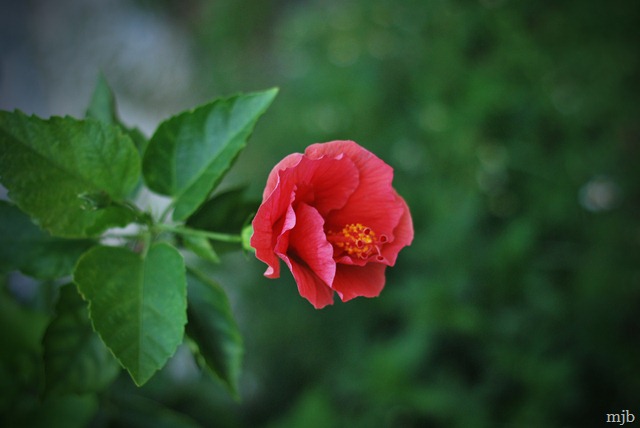 [hibiscus[3].jpg]