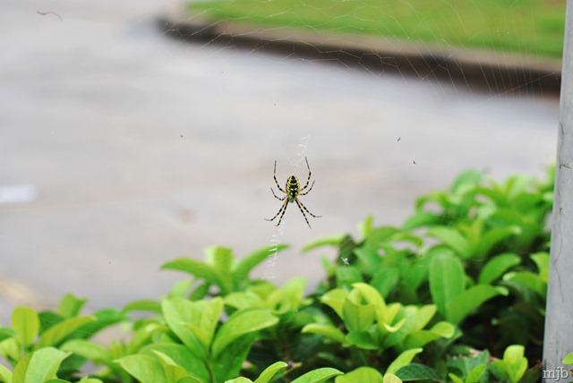 [insanely large spider.jpg]