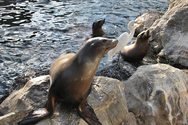 [seals[3].jpg]