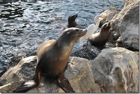 seals