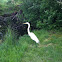 Snowy Egret