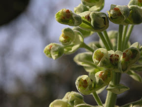 Euphorbis %28Silver Anniversa Adenium and Euphorbia 