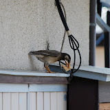 DSC_1179.JPG