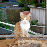 尾道の猫。めっちゃ細い。