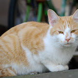 やたら睨む猫。ミッキー。