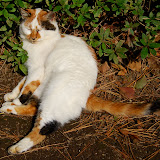舞鶴の猫。完全に無防備。・・・誘っているのかっ！