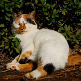 舞鶴の猫。熟睡ですね。