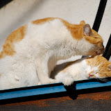 DSC_1822.JPG