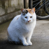 セクシー猫。やたらカメラ目線してくれる子。