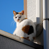 本当にいつもカメラ目線くれるんです、この子。