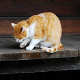 鎌倉の猫。確か報国寺らへんで遭遇。