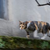猫ダッシュ！