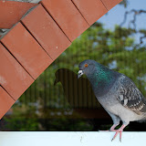 人間を恐れない強心臓な鳩。