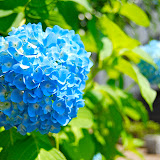 紫陽花が綺麗に花開く季節となりました。