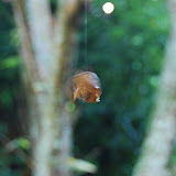 DSC_1529.JPG