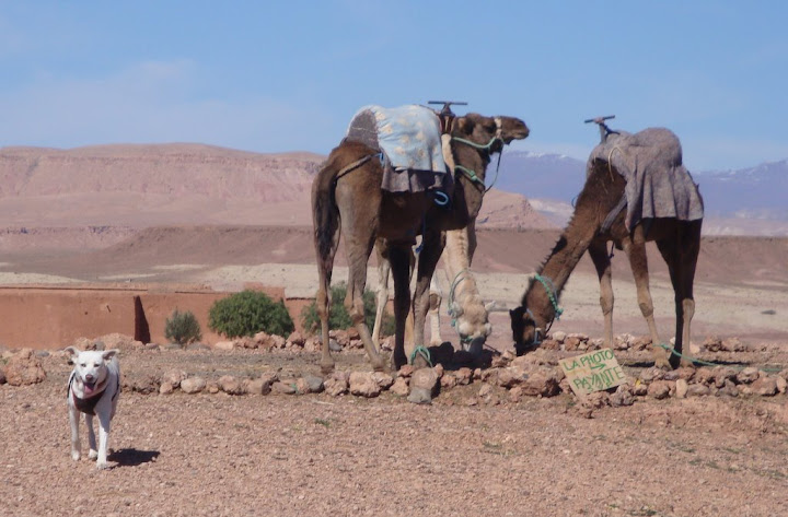 Jana em Ait Benhaddou Ouarzazate com os Camelos