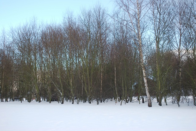 [trees[2].jpg]