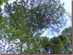 DSCF1220