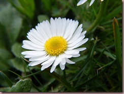 DSCF0537