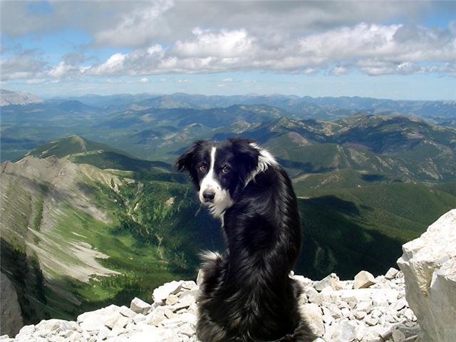 [cão.jpg]