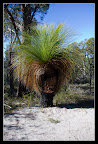Grass tree - vlasy mu rostou 1mm za rok