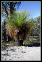 Grass tree - vlasy mu rostou 1mm za rok