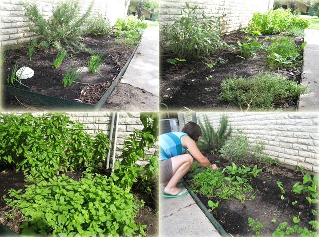 [Herb Garden[5].jpg]