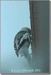 SNBU_BX_7500 SNBU_BX_7500