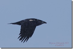 Raven-tagged1sm-CJ_6478