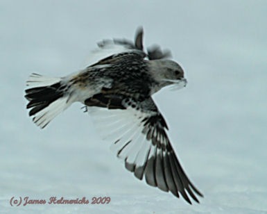 [SNBU_feathers_3739[4].jpg]