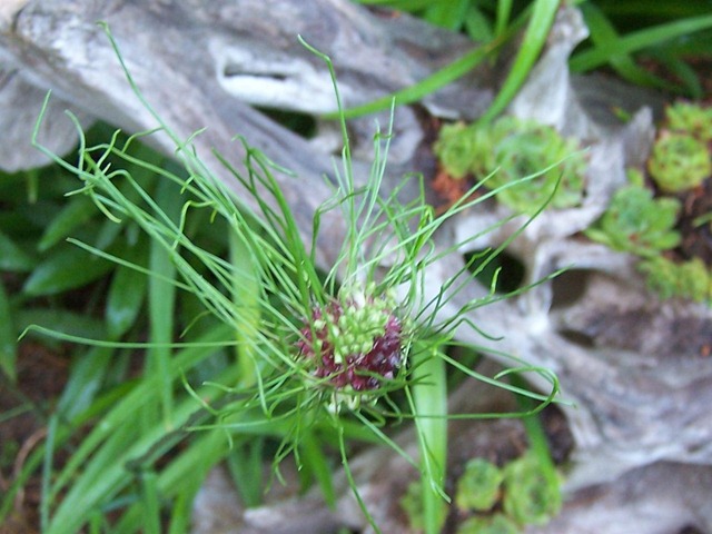 [hairyalliumcu062410Large6.jpg]