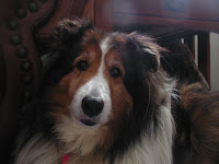 Dogs &ndash; 