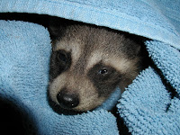 Raccoons &ndash; 