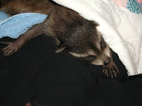 Raccoons &ndash; 