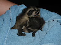 Raccoons &ndash; 
