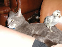 Fowl &ndash; 