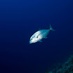 DSC_0356-h1.jpg