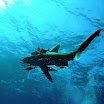 PB211700-1.JPG