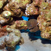 DSC_0203-t.JPG