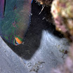 DSC_0563-t.JPG